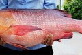 Cảnh báo sau vụ 10 người nhập viện nghi ngộ độc do ăn cá hồng ở Bình Thuận