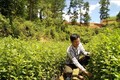 Năm 2020, các địa phương trong tỉnh Yên Bái đã gieo ươm trên 100.000 cây giống các loại. Ảnh: Đức Tưởng - TTXVN