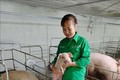 Trang trại chăn nuôi theo mô hình VietGap của chị Nguyễn Thị Thúy, mỗi năm bán ra thị trường hơn 1.000 con lợn thịt và hơn 400 con lợn giống. Ảnh: Nguyễn Thảo – TTXVN