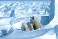 Lượng băng bao phủ ở Bắc Băng Dương giảm xuống mức thấp kỷ lục
