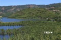 Gáo vàng, một loại cây vừa chịu được nước trong thời gian dài, vừa có tác dụng phòng chống sạt lở tại Vườn Quốc gia Tà Đùng. Ảnh: Hưng Thịnh - TTXVN