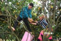 Nông dân thu hoạch cam lòng vàng ở xã Vĩnh Phúc, huyện Bắc Quang (Hà Giang). Ảnh: TTXVN phát
