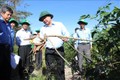 Giống sắn mới HN3 trồng thử nghiệm tại xã Tân Hội, huyện Tân Châu, tỉnh Tây Ninh có năng suất cao, kháng được bệnh khảm lá. Ảnh: Lê Đức Hoảnh-TTXVN