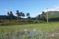 Vụ Đông Xuân 2020 - 2021, tỉnh Bình Định dự kiến gieo sạ gần 48.000 ha lúa. Tường Quân - TTXVN