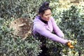 Chị Lò Thị Lan thu hoạch cam đường canh tại gia đình. Ảnh: Quang Quyết-TTXVN