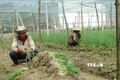 Gia đình ông Thạch Vơ, xã Đôn Xuân (Duyên Hải, Trà Vinh) thoát nghèo nhờ được vay vốn chuyển đổi cây trồng cho thu nhập từ 80 đến 100 triệu đồng/năm. Ảnh: Thanh Hòa - TTXVN
