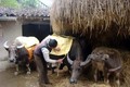 Phòng chống đói, rét cho vật nuôi, giảm thiểu thiệt hại về chăn nuôi