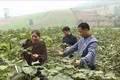 Trồng cây gai xanh - Hướng mới thoát nghèo của người dân huyện miền núi Cẩm Thủy