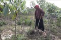 Bà Nay H’Ưng, xã Chư Gu, huyện Krông Pa (Gia lai) vay vốn chính sách ưu đãi để trồng cây mỳ (cây sắn). Ảnh: Hoài Nam - TTXVN