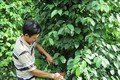 Người dân vùng đồng bào dân tộc Raglai huyện Khánh Sơn chăm sóc hồ tiêu, cây trồng chủ lực giúp đồng bào thoát nghèo, có sinh kế bền vững. Ảnh: Phan Sáu -TTXVN