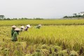 Nông dân xã Dân Chủ (TP Hòa Bình) tập trung thu hoạch lúa mùa để giải phóng đất cho sản xuất vụ sau. Nguồn: baohoabinh.com.vn