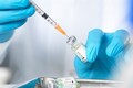 ILRI bắt đầu thử nghiệm vaccine ngừa dịch tả lợn châu Phi