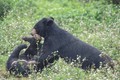 Ngày động vật hoang dã thế giới 3/3: Nơi những cá thể gấu được về với tự nhiên
