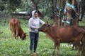 Gia đình chị Điểu Thị Rế (dân tộc S’Tiêng, thôn 9, xã biên giới Đắc Ơ, huyện Bù Gia Mập, tỉnh Bình Phước) đã có đàn bò 7 con từ 1 cặp bò giống được Nhà nước hỗ trợ. Ảnh: Sỹ Tuyên – TTXVN