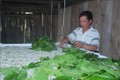 Mô hình trồng dâu nuôi tằm của một hộ dân huyện Bảo Lạc, tỉnh Cao Bằng. Ảnh: Chu Hiệu - TTXVN