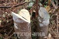 Vết cưa sắc lẹm tại một gốc thân cây gỗ bị triệt hạ gần đây tại rừng tái sinh ở huyện biên giới Nậm Pồ, Điện Biên. Xuân Tiến-TTXVN