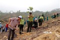 Lực lựơng Kiểm lâm tỉnh Hòa Bình hỗ trợ trồng cây. Ảnh: Thanh Hải - TTXVN
