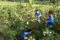 Nhờ tiếp cận nguồn vốn ưu đãi, đoàn viên thanh niên đã mạnh dạn thành lập Hợp tác xã Thanh niên tại xã Hua Nà để chuyển đổi cơ cấu cây trồng tạo bước đột phát làm thay đổi tư duy của người dân về phát triển nông nghiệp đồng thời tạo việc làm ổn định cho n