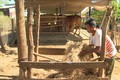 Ông Kim Dương, ấp 6, xã Hưng Phước, huyện Bù Đốp, tỉnh Bình Phước chăm con bò giống được nhà nước cho. Ảnh: TTXVN phát