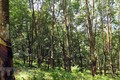Hàng trăm ha cao su mọc trên đất rừng tại Gia Lai - trách nhiệm thuộc về ai?