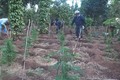 Đắk Lắk siết chặt xử lý tình trạng trồng cây chứa chất ma túy