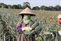 Người dân thôn Bãi Sải, xã Quang Sơn, thành phố Tam Điệp, thu hoạch dứa. Ảnh: Đức Phương - TTXVN
