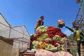 Hoa hồng được chuyển lên xe ôtô bán tải - phương tiện được mua nhờ nguồn thu nhập từ trồng hoa của nhiều hộ gia đình trong thị trấn Lạc Dương hiện nay. Ảnh: Nguyễn Dũng - TTXVN