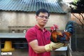 Anh Lê Đỗ Chinh thành công trong thuần dưỡng và nhân giống phát triển mô hình chăn nuôi gà rừng an toàn. Nguồn: dantri.com.vn