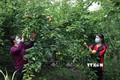 Hội viên Phụ nữ huyện Phong Thổ (Lai Châu) trồng cây lê mang lại thu nhập ổn định cho hộ gia đình. Ảnh: Đinh Thùy - TTXVN

