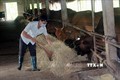 Do thiếu nguồn thức ăn nên trang trại bò của anh Trần Văn Tam, xã La Sơn, huyện Bình Lục đã giảm từ 70 con xuống còn 26 con. Ảnh: Nguyễn Chinh - TTXVN