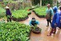 Cây giống cà phê chè catimor  phục vụ công tác tái canh cho các hộ nông dân. Nguồn:huonghoa.quangtri.gov.vn