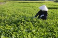 “Trụ đỡ” nông nghiệp - Vẫn cần thêm trợ lực