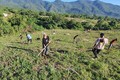 Ninh Thuận tranh thủ “thời gian vàng” của mùa mưa để hoàn thành mục tiêu trồng rừng