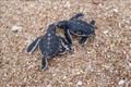 Khu Dự trữ sinh quyển Núi Chúa - Nơi nâng niu sự sống cho rùa biển
