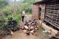 Gia đình chị Lò Thị Bang ở bản Muồng, xã Muổi Nọi (Thuận Châu, Sơn La) phát triển chăn nuôi từ vốn vay của Ngân hàng Chính sách xã hội huyện Thuận Châu. Ảnh: Quang Quyết - TTXVN

