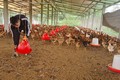 Nguyễn Văn Tú với trang trại gà của mình. Ảnh: Hương Thu - TTXVN