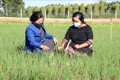 Chi hội Liên hiêp phụ nữ phường Thắng Lợi, thành phố Pleiku (Gia Lai) hướng dẫn kiến thức sản xuất nông sản an toàn cho chị em phụ nữ. Ảnh: Hồng Điệp - TTXVN
