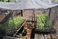 Đắk Lắk: Phát hiện hai hộ gia đình trồng hơn 600 cây cần sa