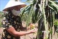 Vườn thanh long của gia đình chị Ngân Thị Quế ở bản Thanh Đào, xã Bồng Khê (Con Cuông, Nghệ An) từ nguồn vốn vay hộ cận nghèo cho thu nhập hàng trăm triệu đồng/năm. Ảnh: Bích Huệ - TTXVN