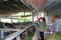 Cơ sở chăn nuôi trâu vỗ béo của ông Hoàng Văn Liêm, thôn Cây Tre, xã Xuân Lai, huyện Yên Bình, tỉnh Yên Bái, với quy mô 200 con/năm, cho lợi nhuận hơn 2 tỷ đồng/năm. Ảnh: Tiến Khánh - TTXVN
