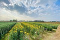 Tết Nhâm Dần 2022: Người trồng hoa Đông Triều "thích ứng linh hoạt"