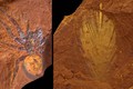 Phát lộ hàng nghìn hóa thạch độc đáo từ kỷ Miocene tại Australia
