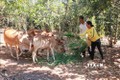 Hộ gia đình người dân tộc thiểu số S'tiêng tại xã biên giới Bù Gia Mập phát triển chăn nuôi bò từ vốn vay của Ngân hàng Chính sách xã hội. Ảnh: K GỬIH - TTXVN