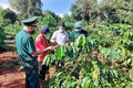 Các đảng viên Biên phòng tăng cường sinh hoạt tại Chi bộ làng Ba (xã Ia Pnôn, huyện Đức Cơ) hướng dẫn người dân kỹ thuật chăm sóc cây cà phê. Ảnh: 