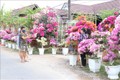 Du khách tham quan, chụp ảnh tại "Vương quốc hoa kiểng" Chợ lách. Ảnh: Huỳnh Phúc Hậu - TTXVN
