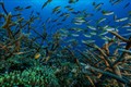 Hơn 45.000 loài sinh vật biển bị đe dọa bởi nhiệt độ Trái đất tăng