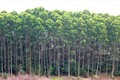 Yên Bái kỷ luật nhiều cán bộ xã vi phạm chính sách chi trả dịch vụ môi trường rừng