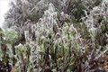 Yên Bái: Xuất hiện băng tuyết ở huyện Mù Cang Chải