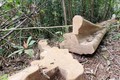 Nhiều cây gỗ có đường kính lớn bị chặt phá. Ảnh: TTXVN phát