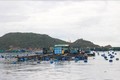 Khu vực nuôi tôm hùm trên vịnh Cam Ranh của người dân xã đảo Cam Bình (thành phố Cam Ranh, tỉnh Khánh Hòa). Ảnh: Phan Sáu - TTXVN